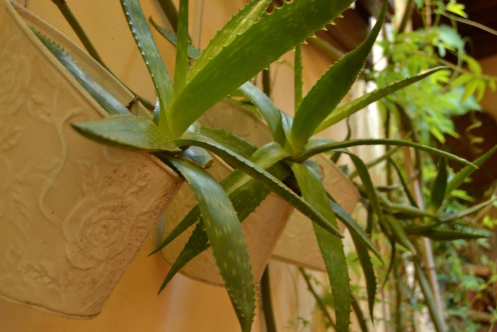 Casa Pucci Hotell Firenze Eksteriør bilde